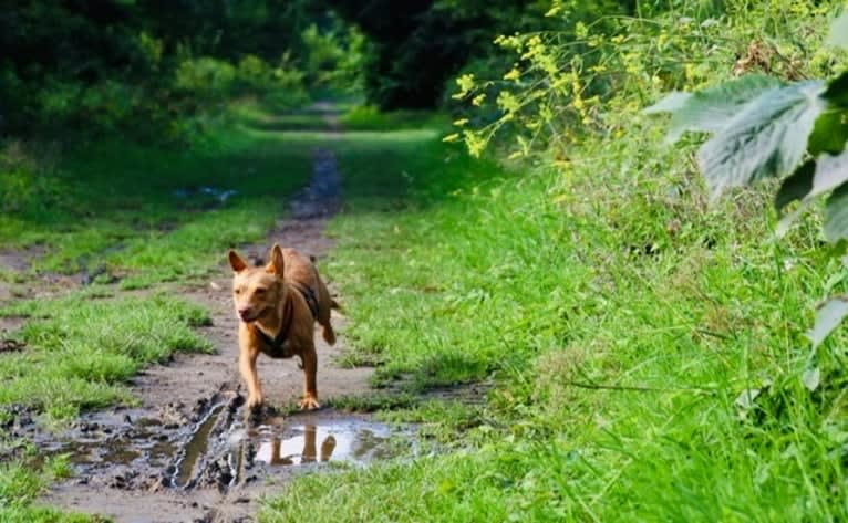 Lena, a Western European Village Dog tested with EmbarkVet.com