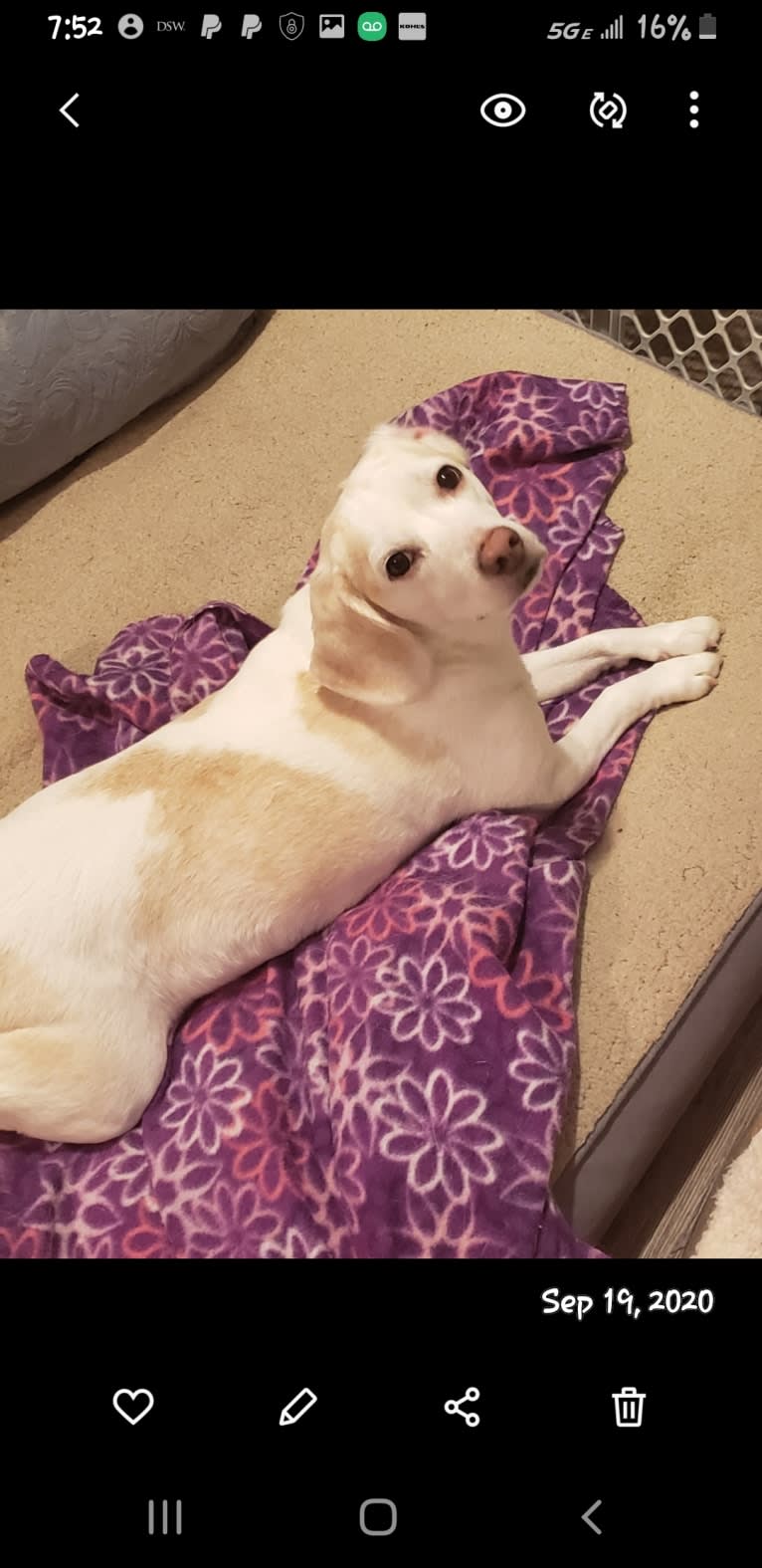 Sweety, a Beagle (5.5% unresolved) tested with EmbarkVet.com