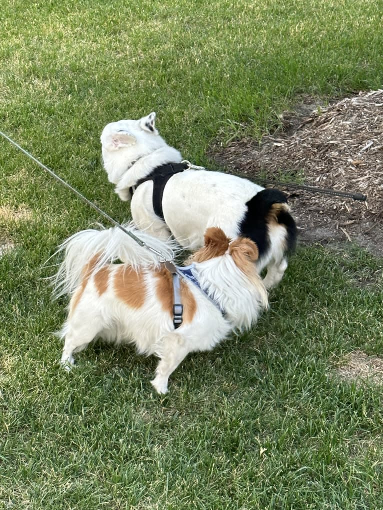 Rooster, a Chihuahua and Pekingese mix tested with EmbarkVet.com
