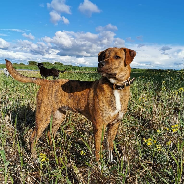 Boston, an American Pit Bull Terrier and Saint Bernard mix tested with EmbarkVet.com