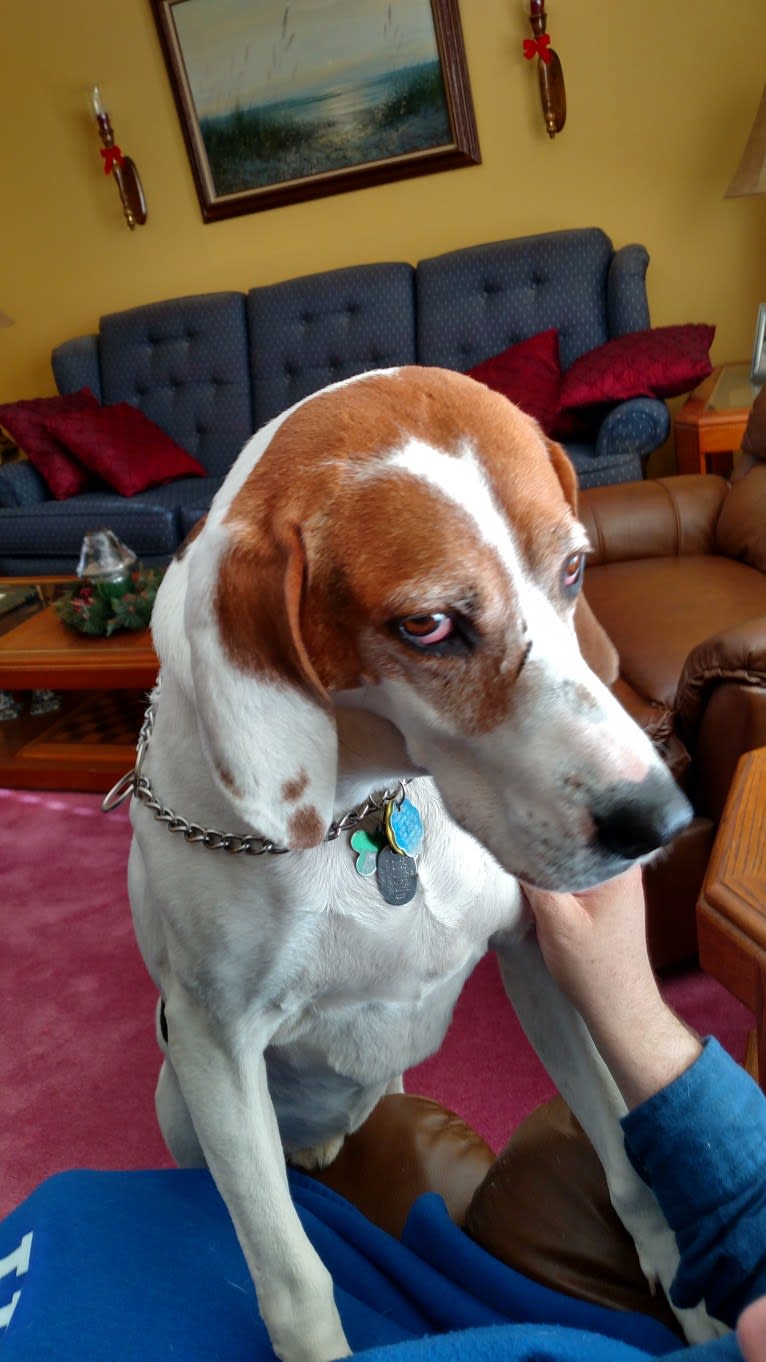 Little Joe, aka "Scar Face,"  Our #1 Hound Dog, a Treeing Walker Coonhound tested with EmbarkVet.com