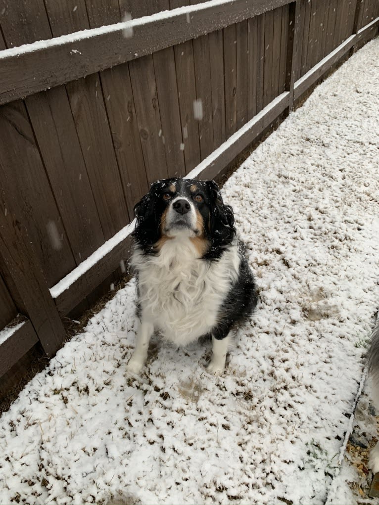 Scarlett, a Brittany and Australian Shepherd mix tested with EmbarkVet.com