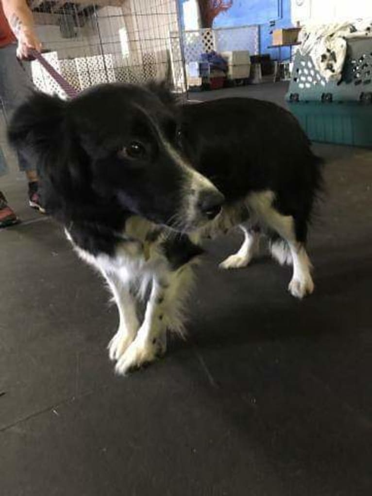 Geno, a Shetland Sheepdog and Chow Chow mix tested with EmbarkVet.com