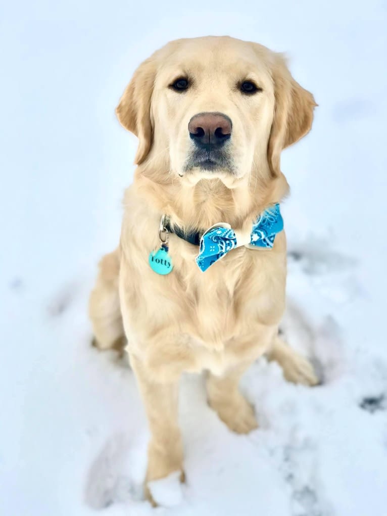 Totty, a Golden Retriever tested with EmbarkVet.com