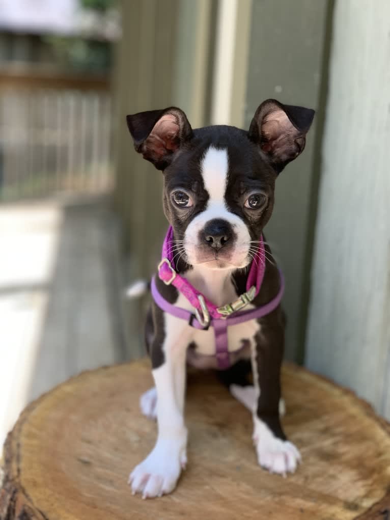 Dolly Jewel, a Boston Terrier tested with EmbarkVet.com