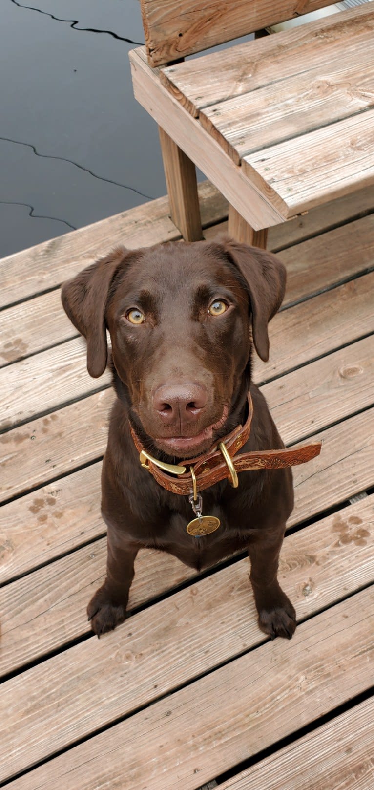 Zephyr, a Labrador Retriever tested with EmbarkVet.com