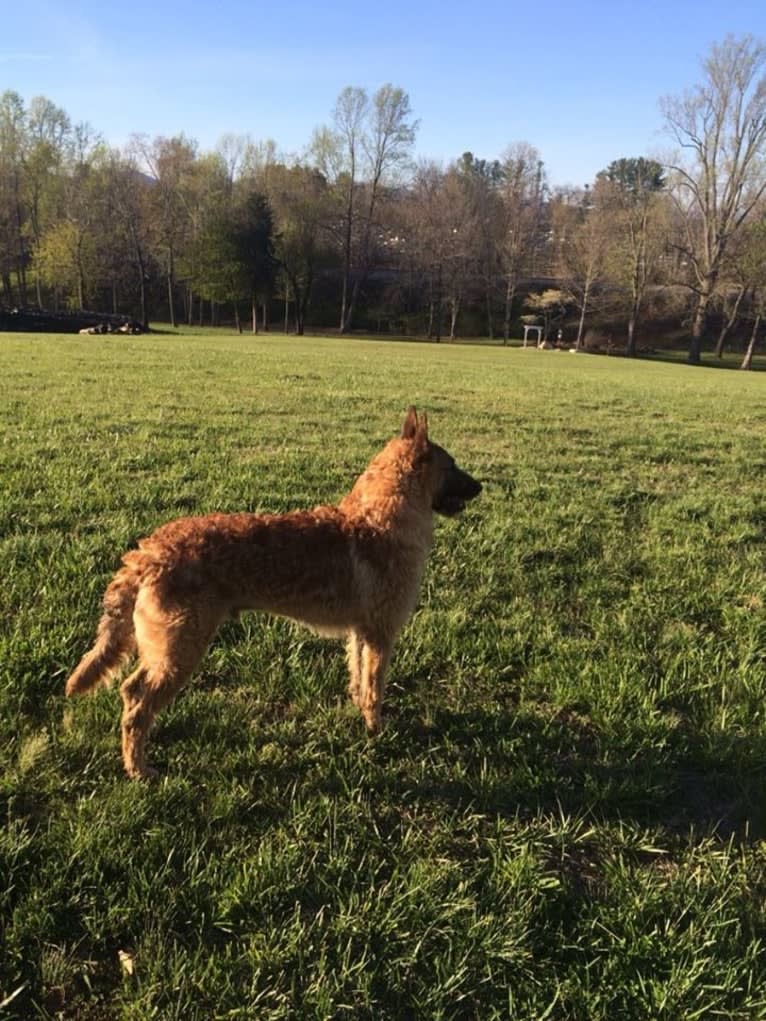 Mike, a Belgian Shepherd tested with EmbarkVet.com