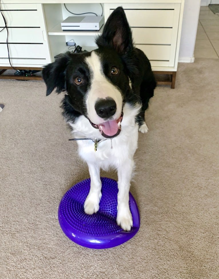 Skippity Doo Dah, a Border Collie tested with EmbarkVet.com