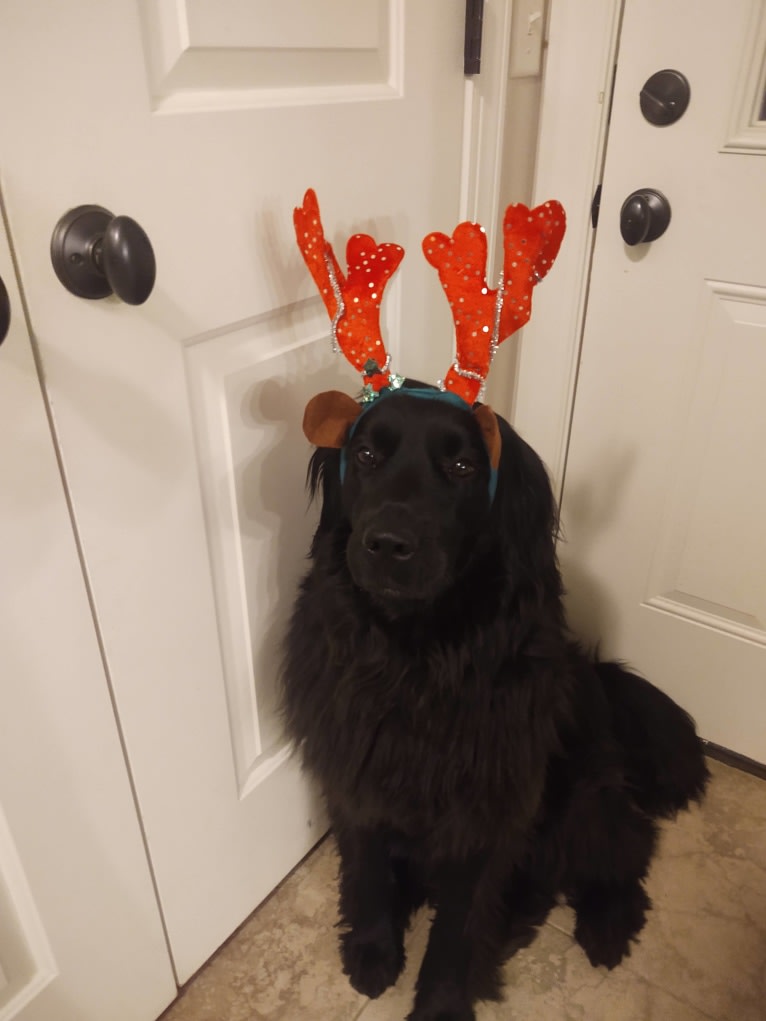 Molly, a Newfoundland tested with EmbarkVet.com