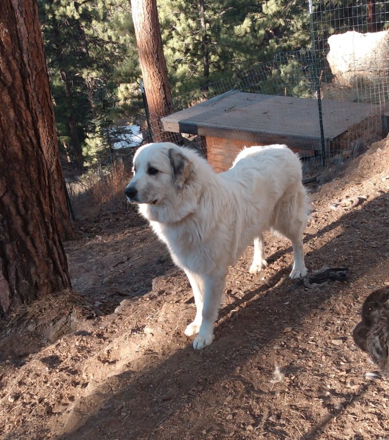 Pearl, a Great Pyrenees tested with EmbarkVet.com