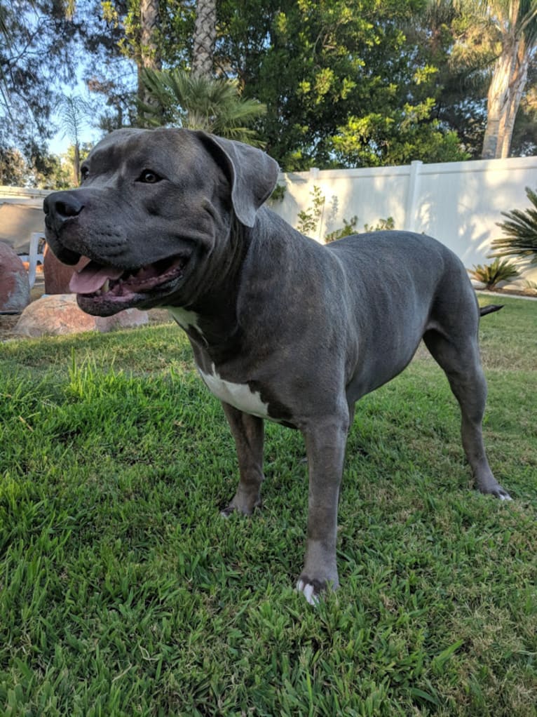 Left Brain, an American Bully and American Bulldog mix tested with EmbarkVet.com