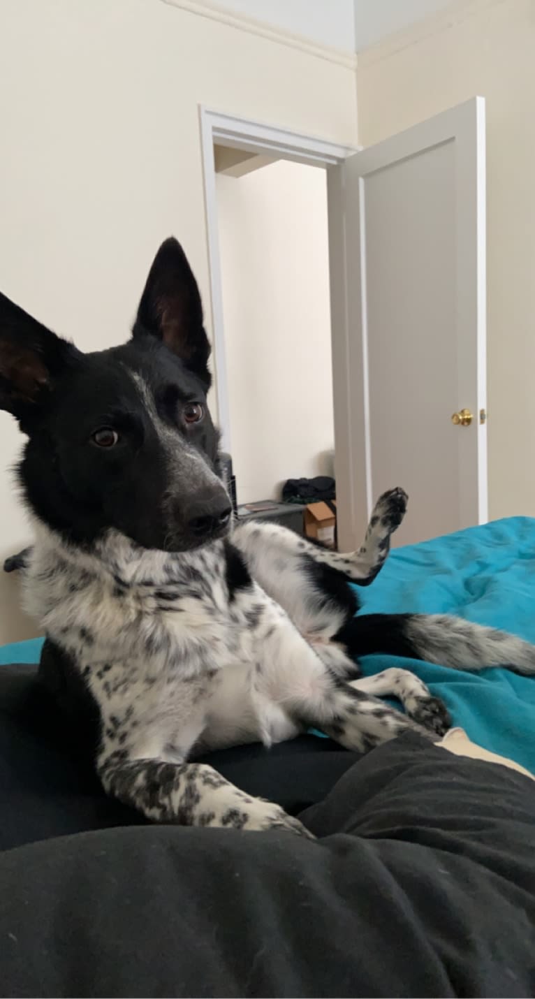 Daffy, an Australian Shepherd and Australian Cattle Dog mix tested with EmbarkVet.com