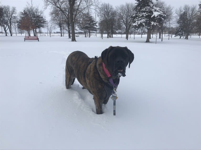 Calliope Jo Prudence Plein, a Mastiff tested with EmbarkVet.com