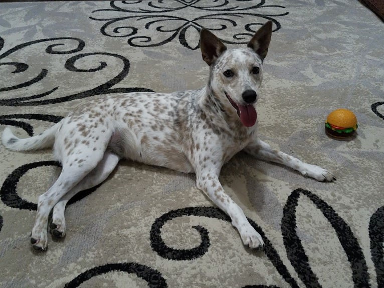 Bella, an Australian Cattle Dog and Catahoula Leopard Dog mix tested with EmbarkVet.com