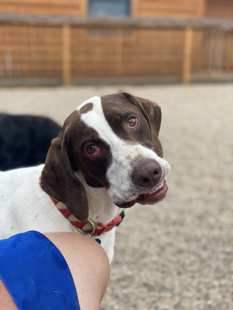 Hank, a Pointer tested with EmbarkVet.com