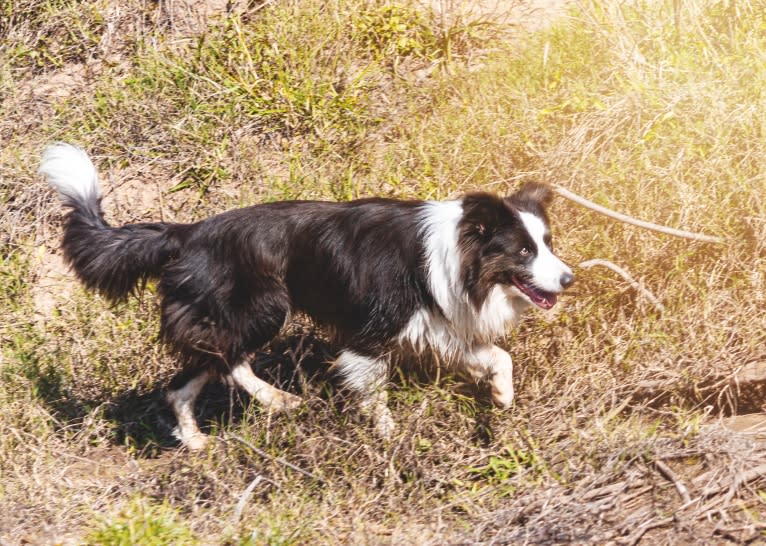 Koda, a Border Collie tested with EmbarkVet.com