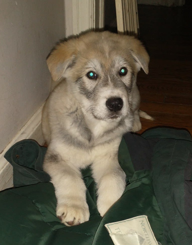 Finnegan, an Alaskan Malamute and German Shepherd Dog mix tested with EmbarkVet.com