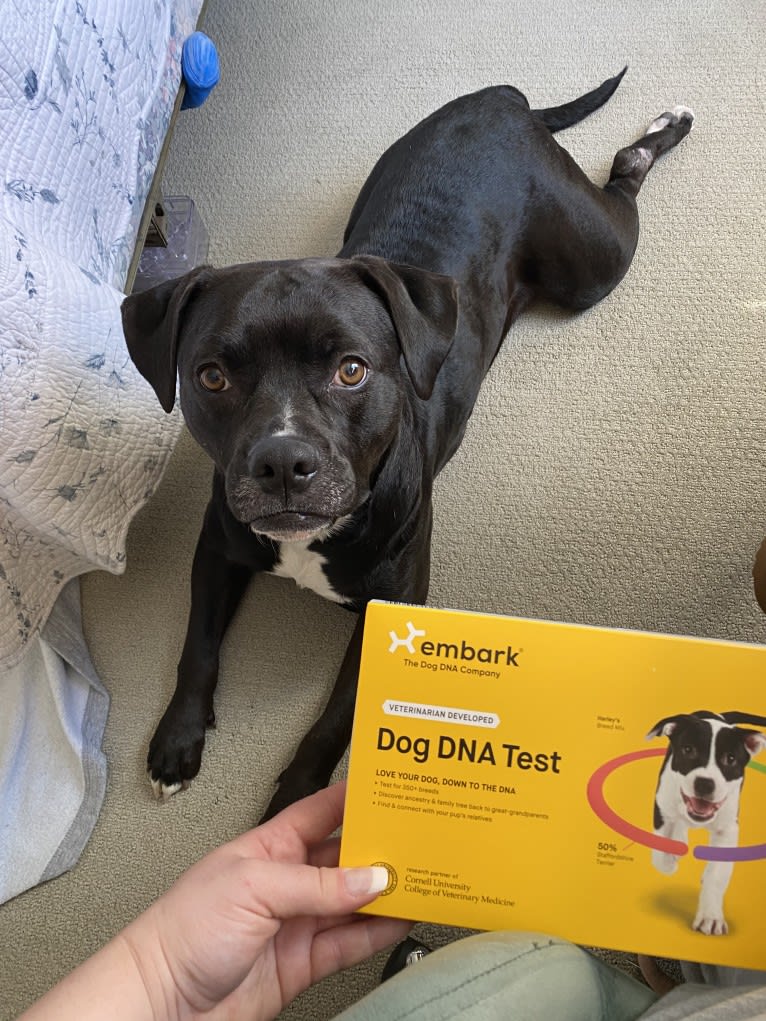 Kika, an American Bulldog tested with EmbarkVet.com
