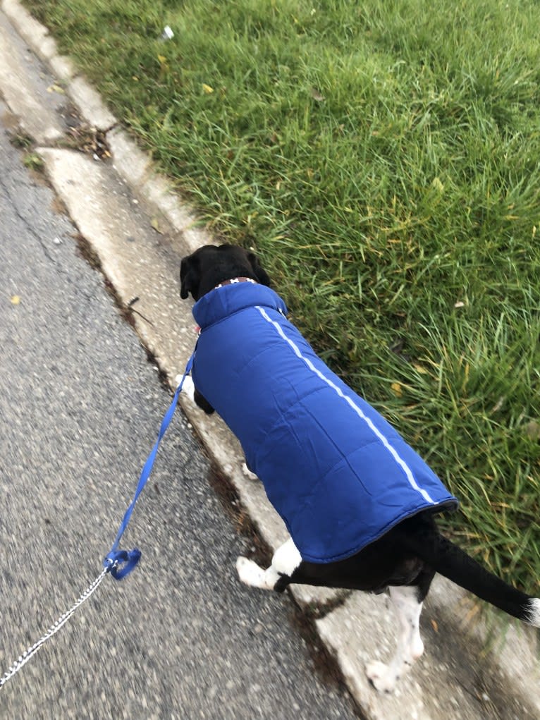 Volibear, an American Pit Bull Terrier and Labrador Retriever mix tested with EmbarkVet.com