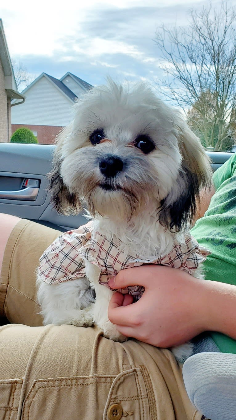 Kaylee, a Maltese and Shih Tzu mix tested with EmbarkVet.com