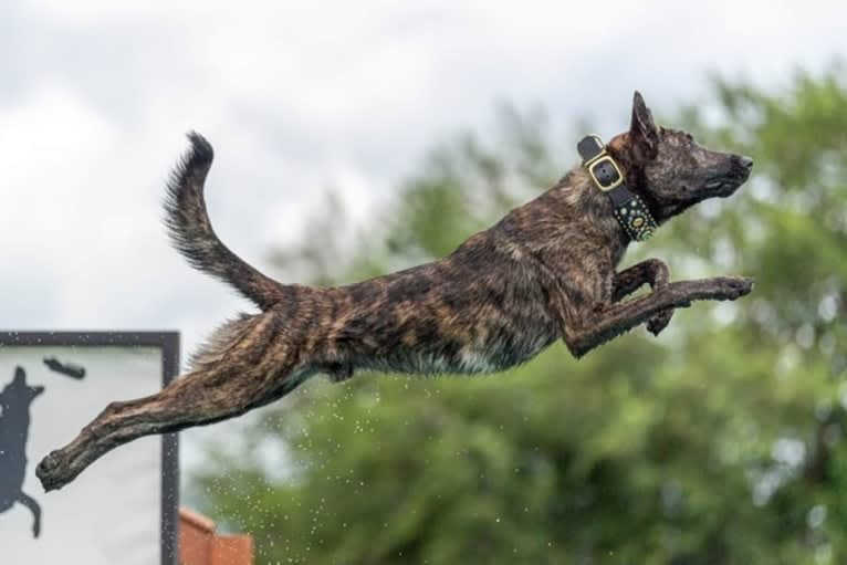 Rogue, a Dutch Shepherd tested with EmbarkVet.com