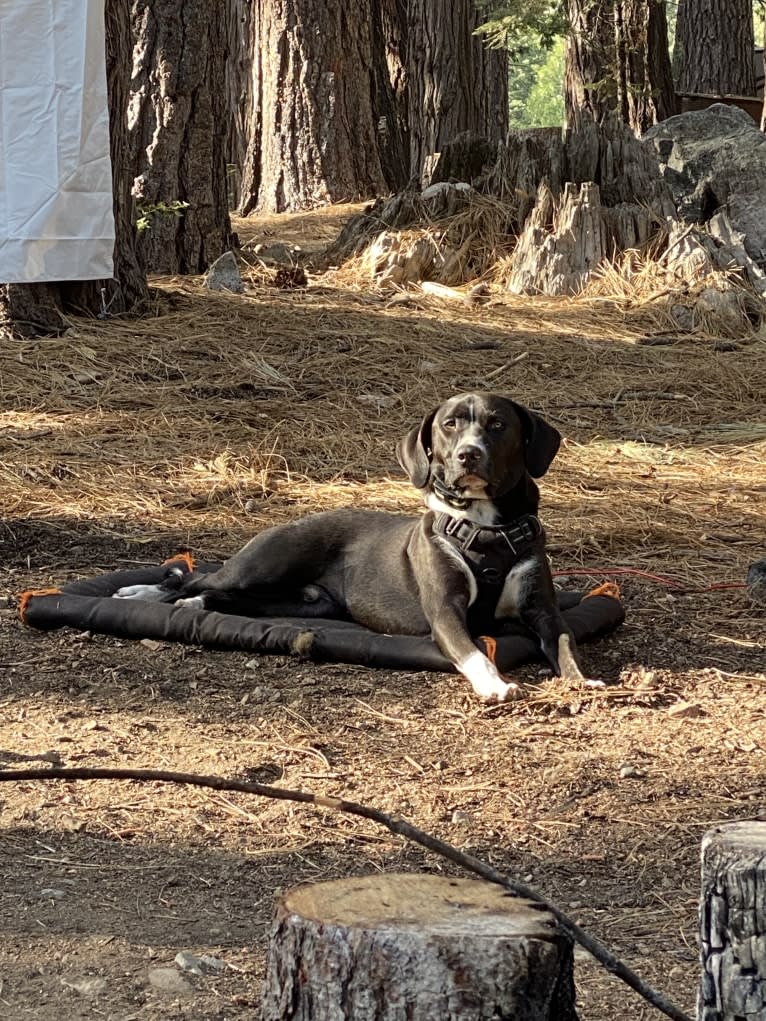 Dougal, a Treeing Walker Coonhound and American Pit Bull Terrier mix tested with EmbarkVet.com