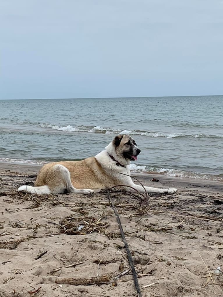 Winnie, an Anatolian Shepherd Dog and Great Pyrenees mix tested with EmbarkVet.com