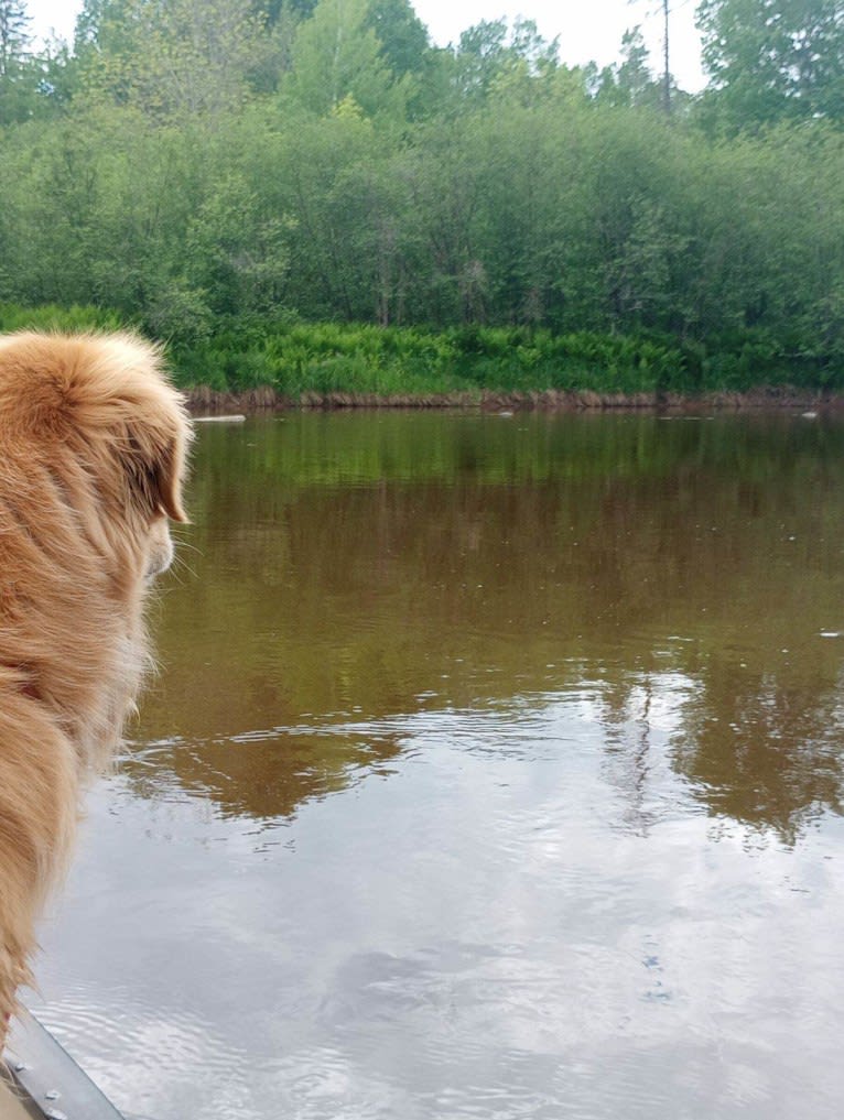 Timber “Gross Manor’s I’ll Be The One You Won’t Forget”, a Golden Retriever tested with EmbarkVet.com