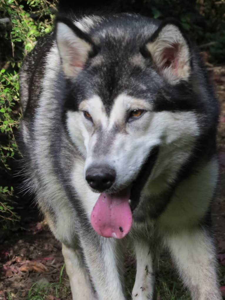 Rune, an Alaskan Malamute and German Shepherd Dog mix tested with EmbarkVet.com