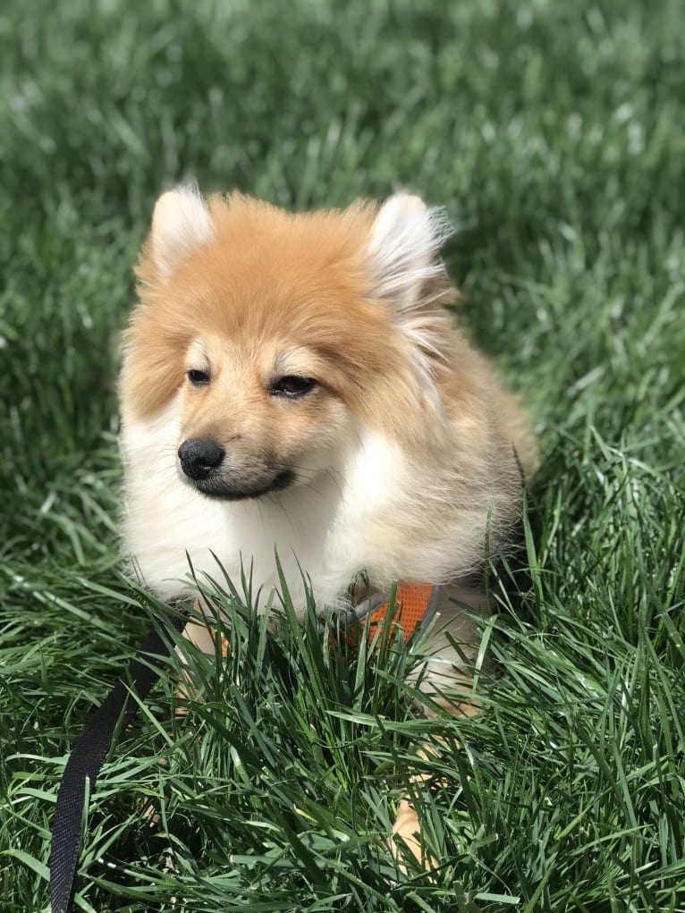 Tucker, a Pomeranian tested with EmbarkVet.com