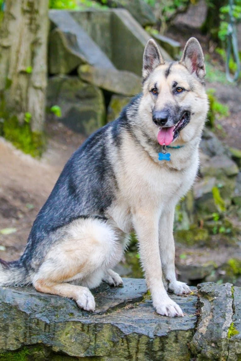 Zeus, a German Shepherd Dog and Alaskan Malamute mix tested with EmbarkVet.com