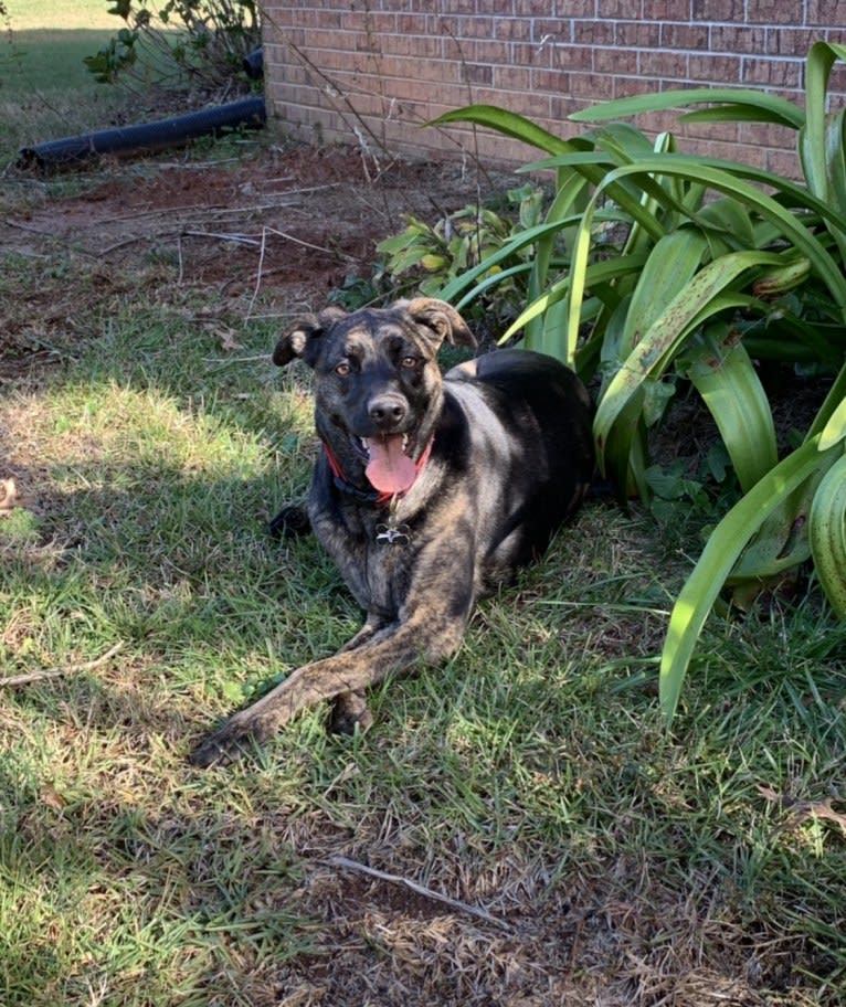 Willow, a Golden Retriever and German Shepherd Dog mix tested with EmbarkVet.com