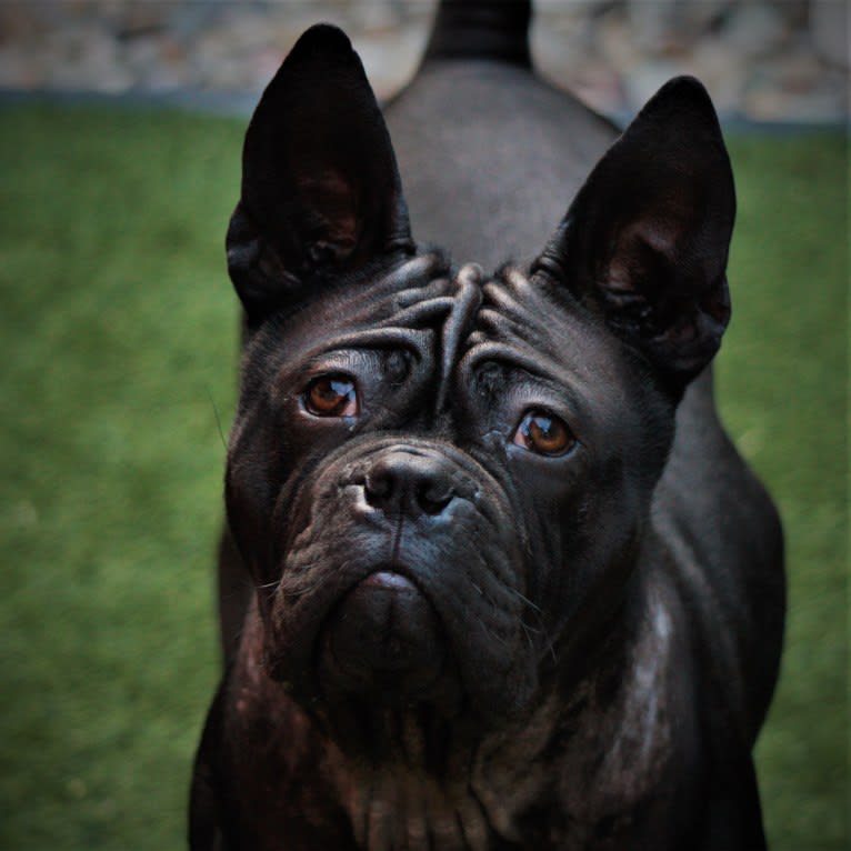 Majestic Temple Black Vudoo, a Chinese Chongqing Dog tested with EmbarkVet.com