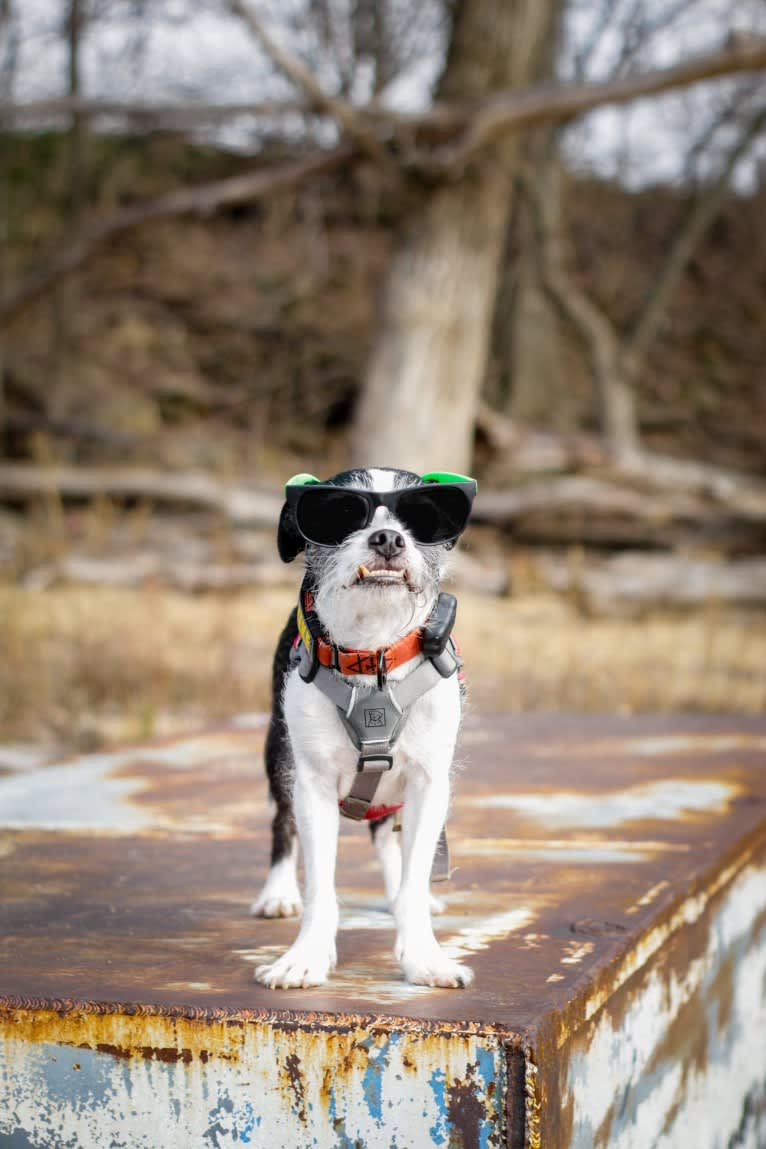 Run D.M.Zeke, a Boston Terrier and Maltese mix tested with EmbarkVet.com