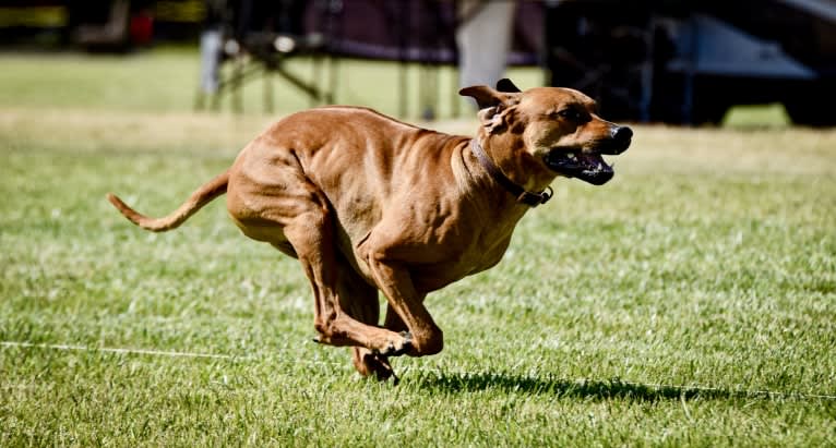 Hughie, a Rhodesian Ridgeback tested with EmbarkVet.com