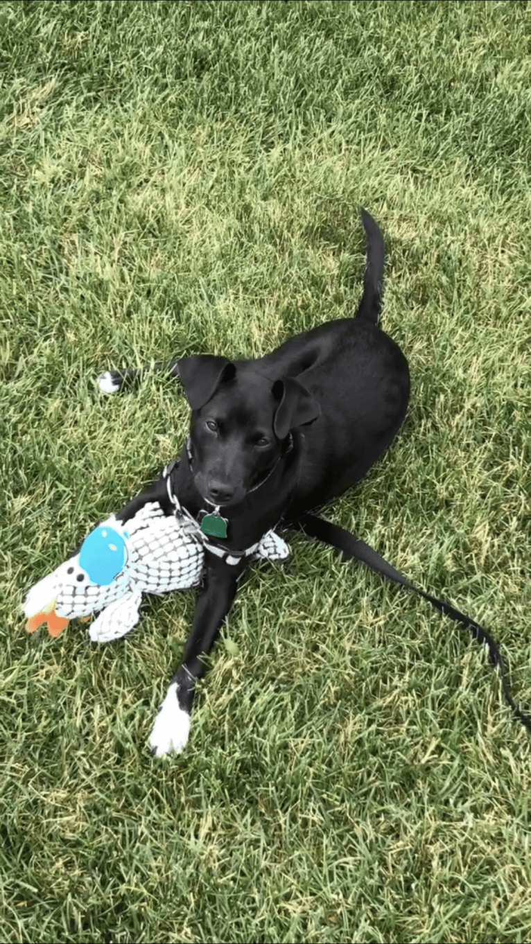 Luna, a Rat Terrier and Chihuahua mix tested with EmbarkVet.com