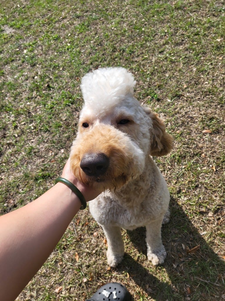 Teddy Bear, a Goldendoodle tested with EmbarkVet.com