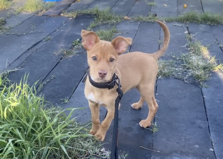 Rocket, a Rat Terrier and Pomeranian mix tested with EmbarkVet.com