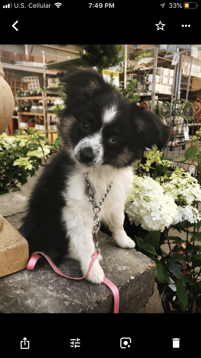 Calypso, a Miniature/MAS-type Australian Shepherd and Papillon mix tested with EmbarkVet.com