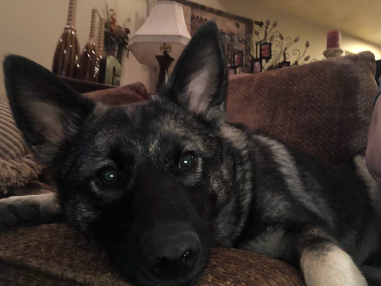 Tucker, a Norwegian Elkhound tested with EmbarkVet.com