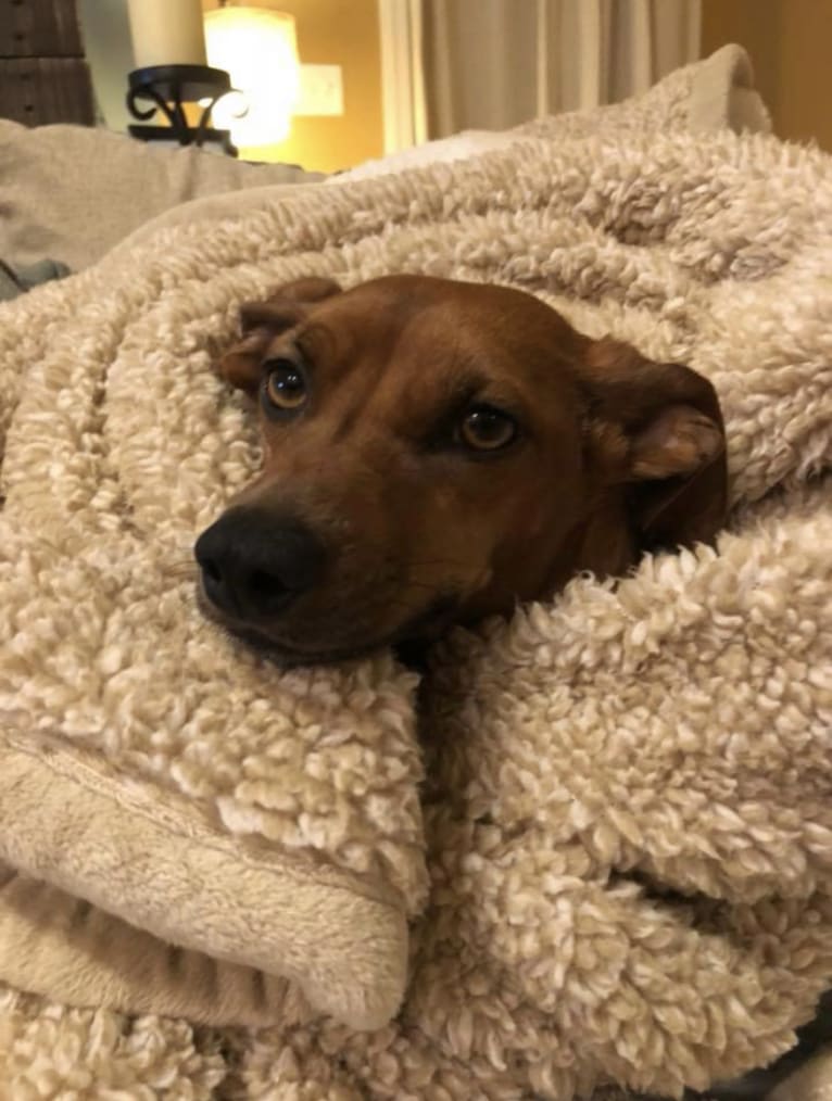 Preston, a Miniature Pinscher and Dachshund mix tested with EmbarkVet.com