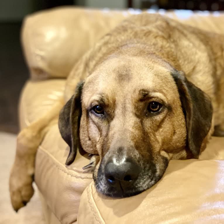 Sansa, a Labrador Retriever and German Shepherd Dog mix tested with EmbarkVet.com