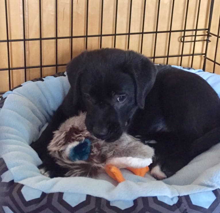 Stout, a Labrador Retriever and American Pit Bull Terrier mix tested with EmbarkVet.com