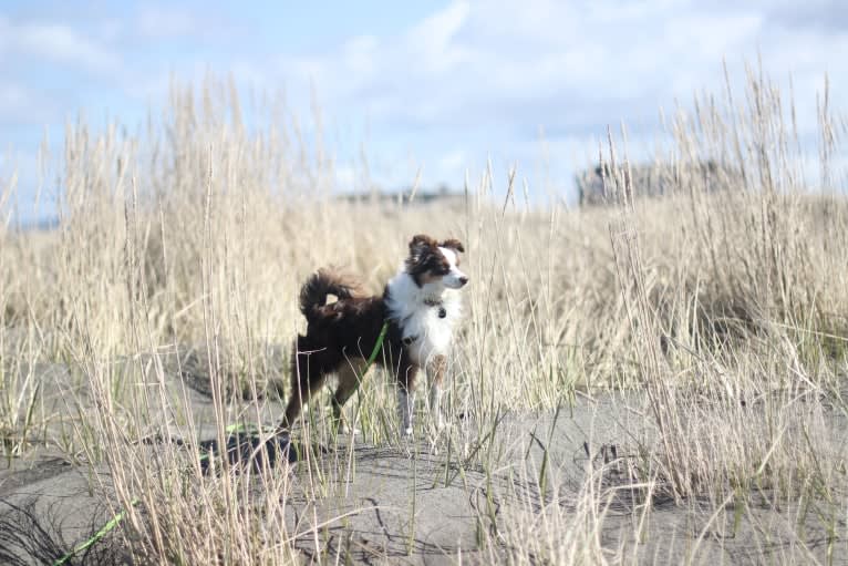 Ludo, an Australian Shepherd tested with EmbarkVet.com