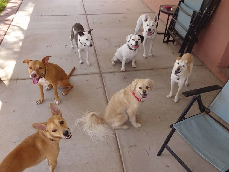 Bean, a Chow Chow and Chihuahua mix tested with EmbarkVet.com