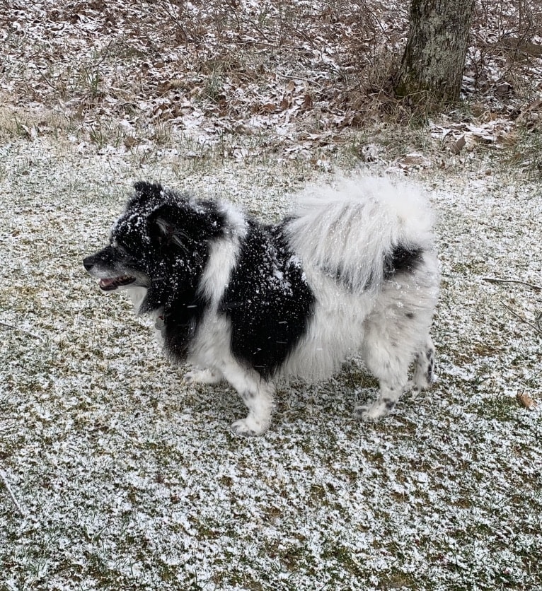 Piper, an American Eskimo Dog and Pomeranian mix tested with EmbarkVet.com