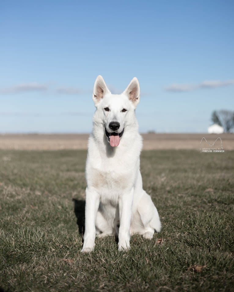 Enzo, a White Shepherd tested with EmbarkVet.com