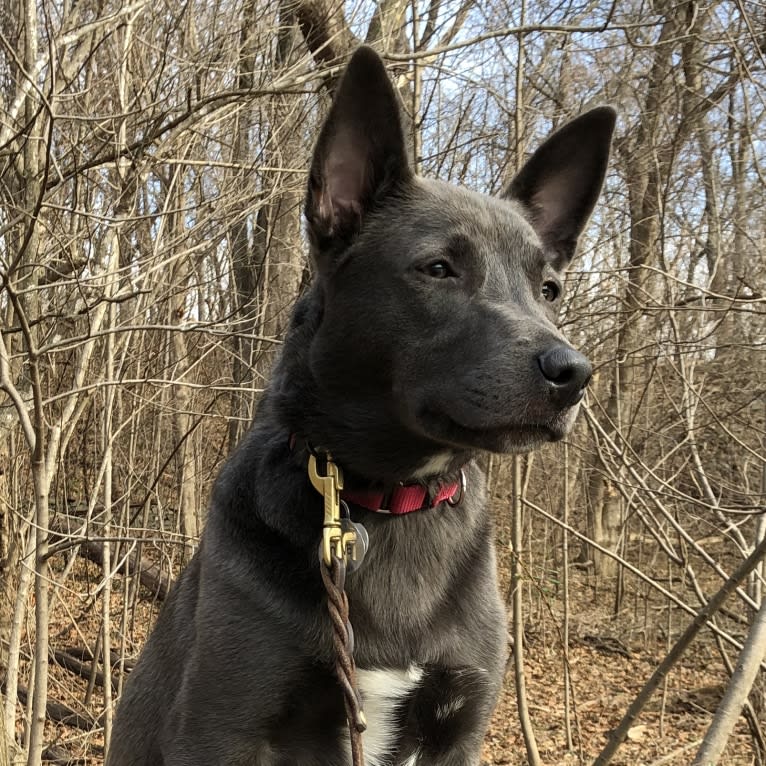 Olive, a German Shepherd Dog and Siberian Husky mix tested with EmbarkVet.com