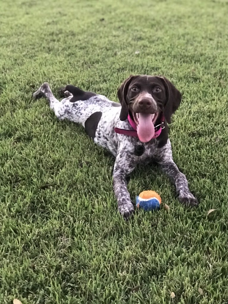 Marcela, a German Shorthaired Pointer tested with EmbarkVet.com