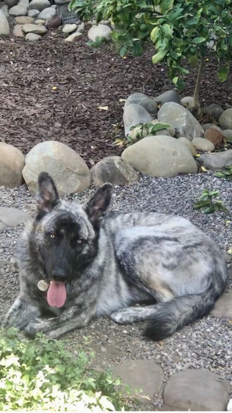 Draygo, a German Shepherd Dog and Alaskan Malamute mix tested with EmbarkVet.com
